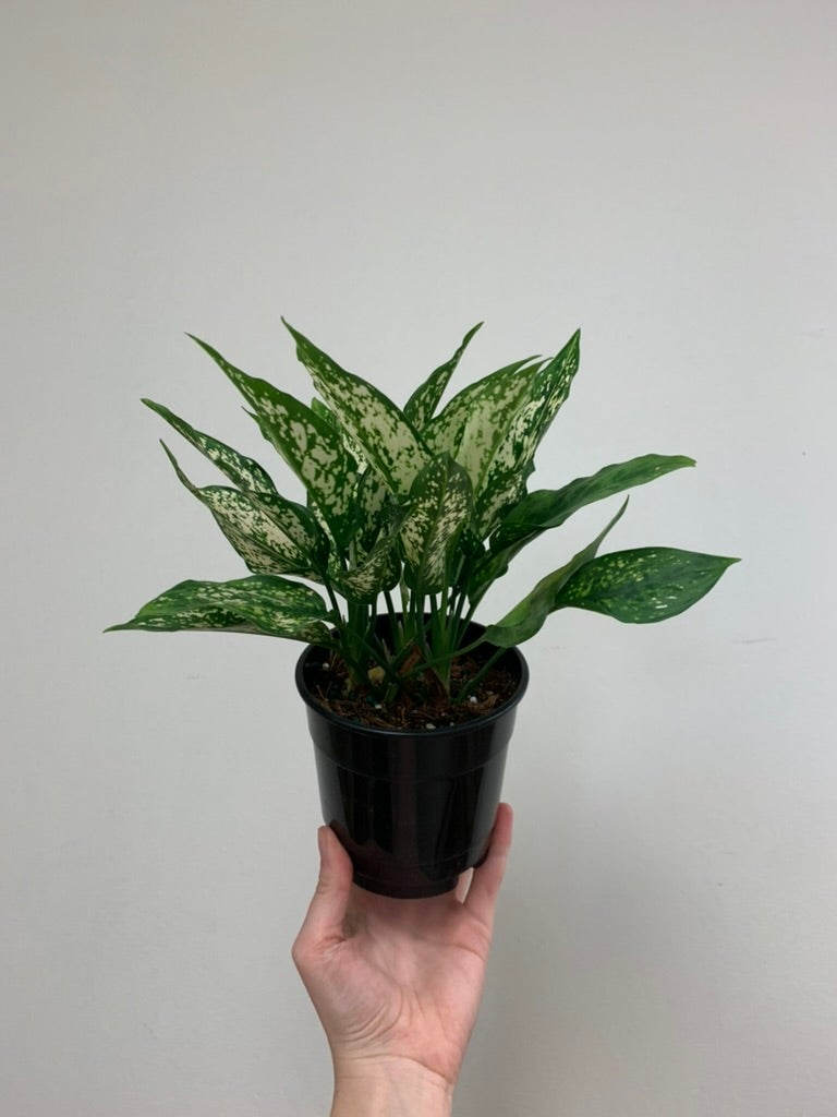 house plant tradescantia 15