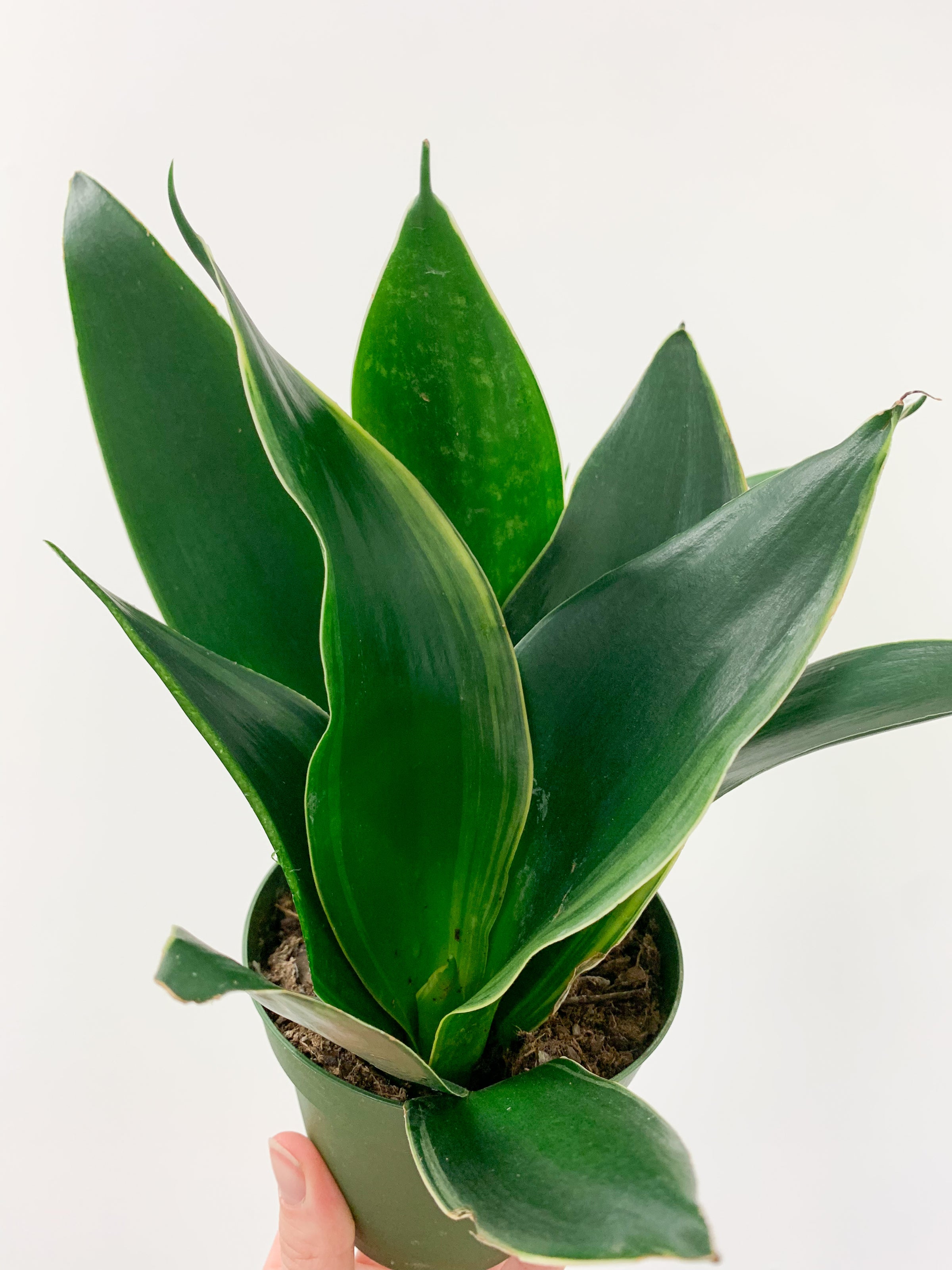 Sansevieria - Fabi | Planted