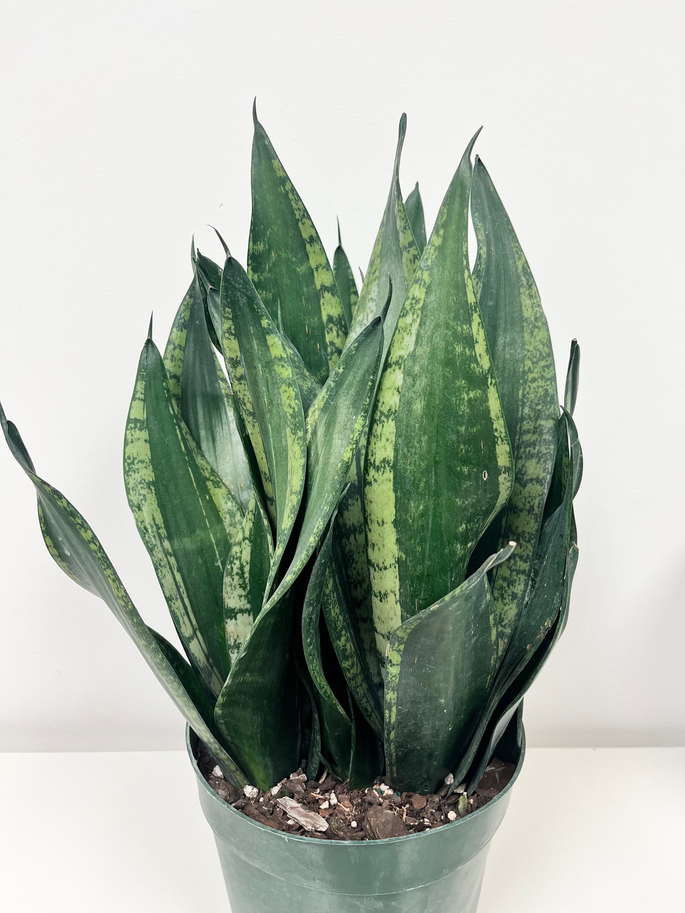 sansevieria trifasciata black jade Snake Plant 'Jade' | Indoor Plant | Tropical Plant | Potted Plant main image 0