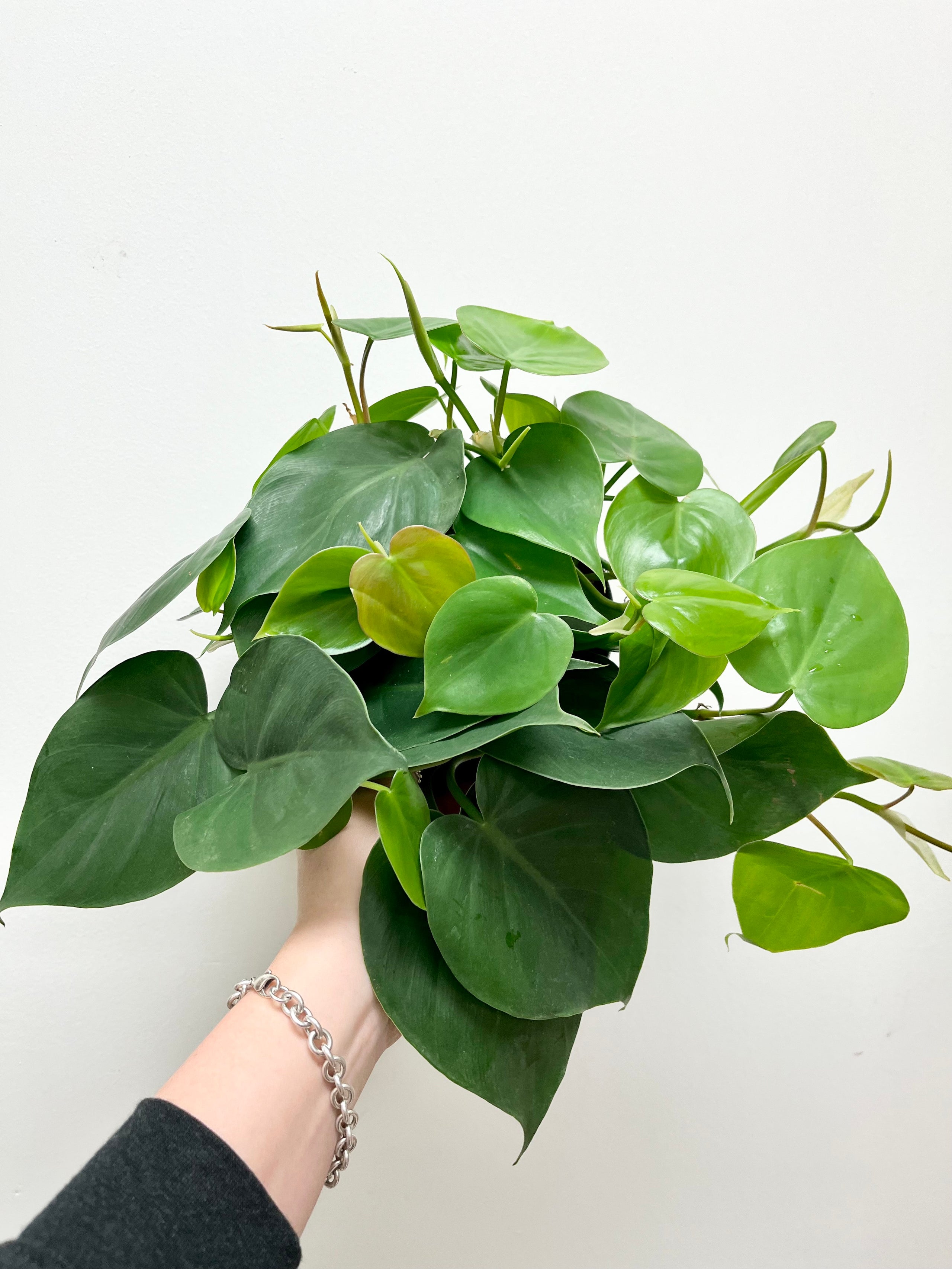 Philodendron Cordatum 6 Planted philodendron-cordatum-6-planted