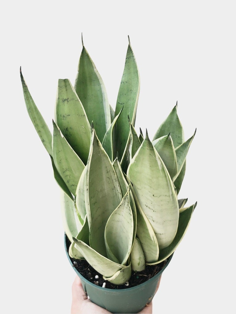 Sansevieria - Moonshine | Planted