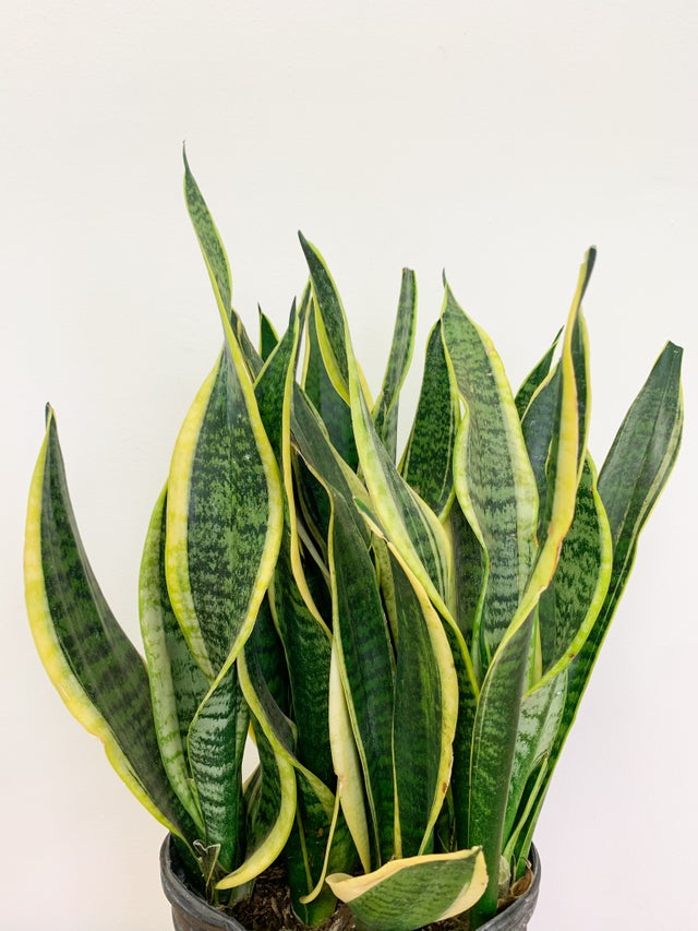 ウィリングプラント　willingplant 大眼　yeitao ファシクラータ ウィリングプラント willingplant 大眼 yeitao ファシクラータ