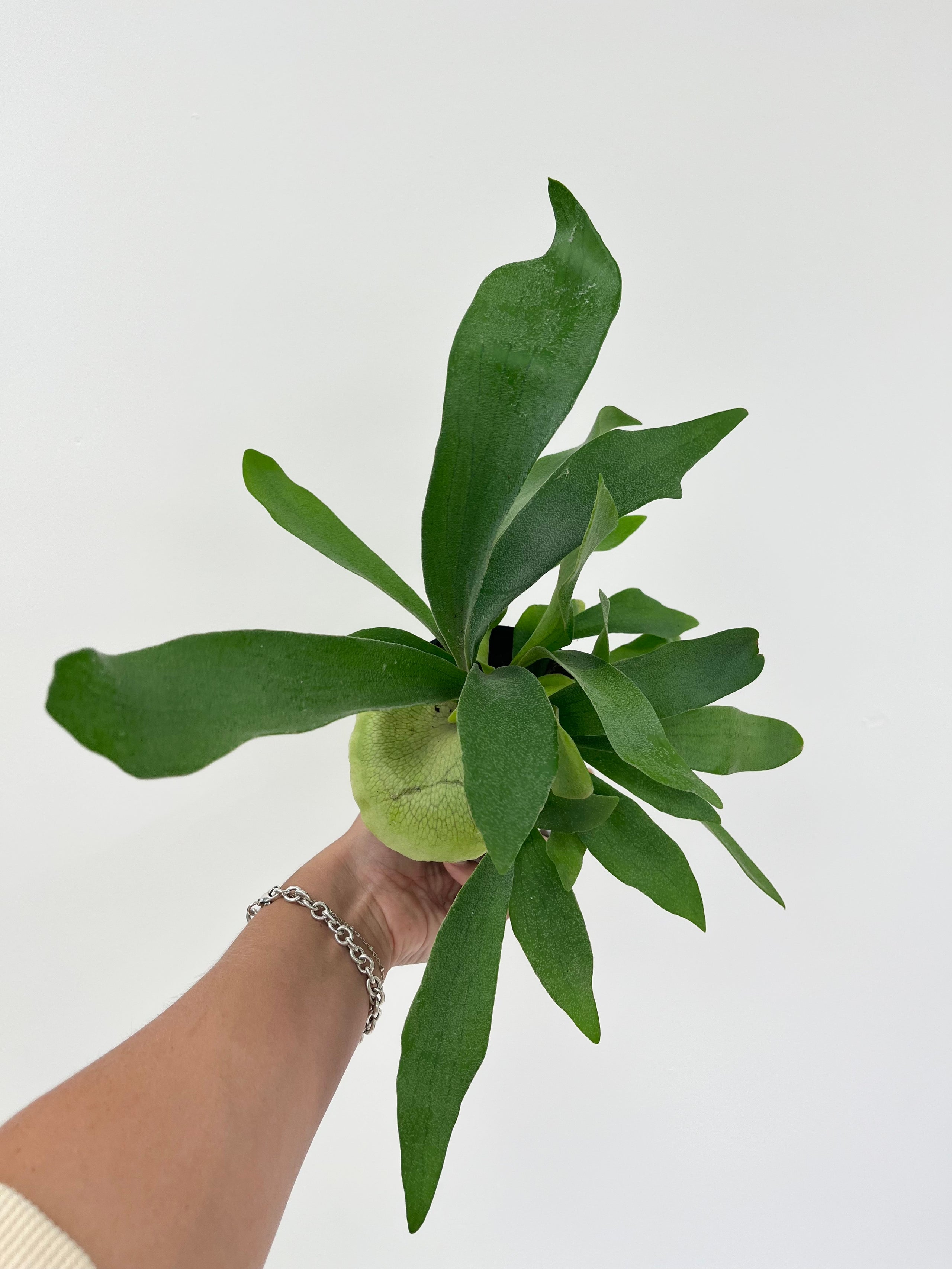 Amazon Staghorn Fern