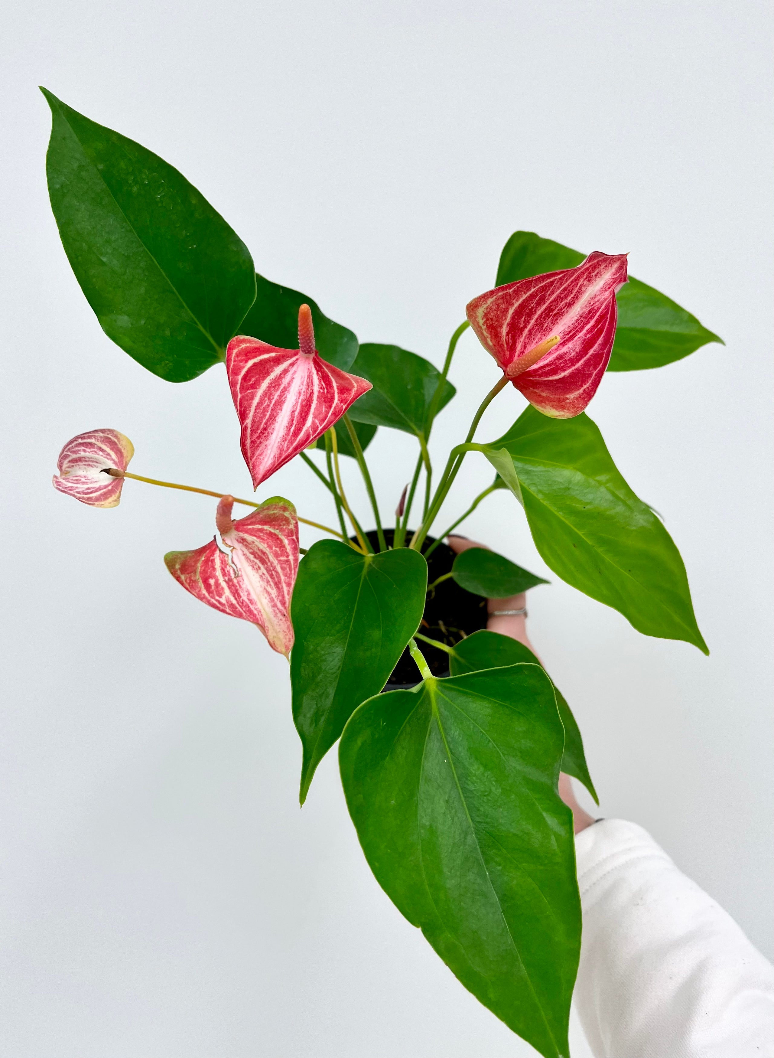 Anthurium - Andraeanum | Planted