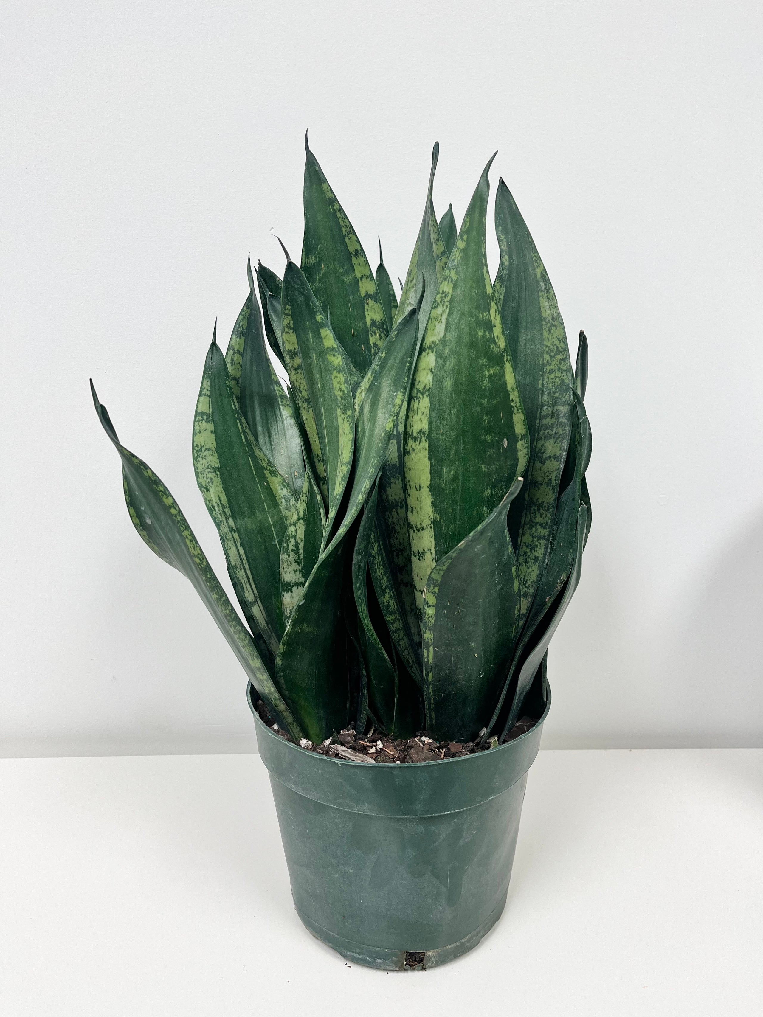 Sansevieria - Whitney | Planted